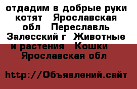 отдадим в добрые руки котят - Ярославская обл., Переславль-Залесский г. Животные и растения » Кошки   . Ярославская обл.